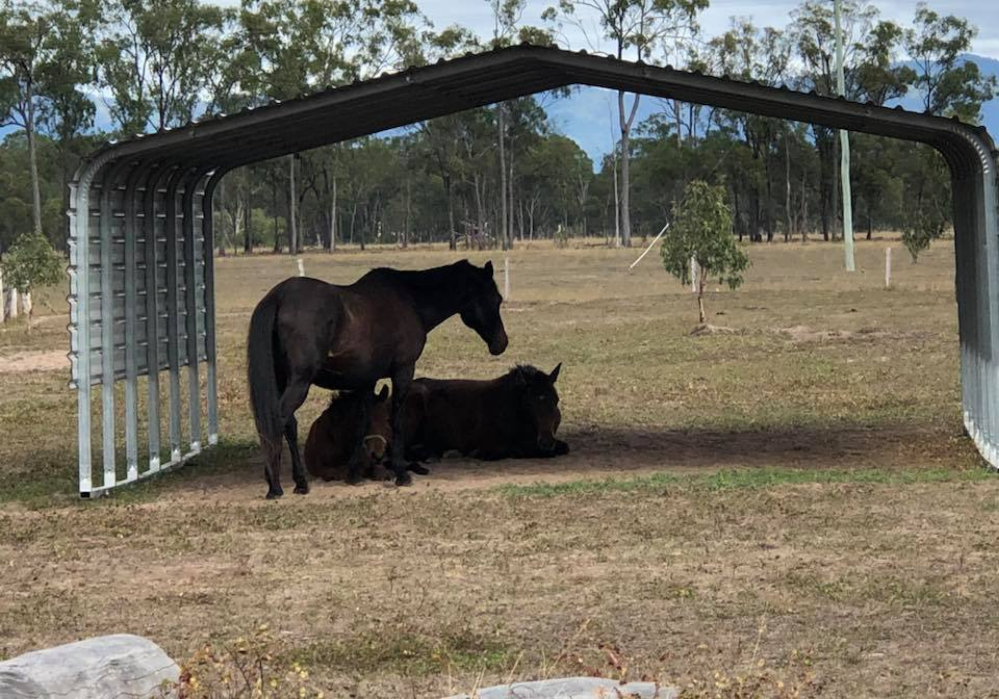 Cyclonic Livestock Shade Shed