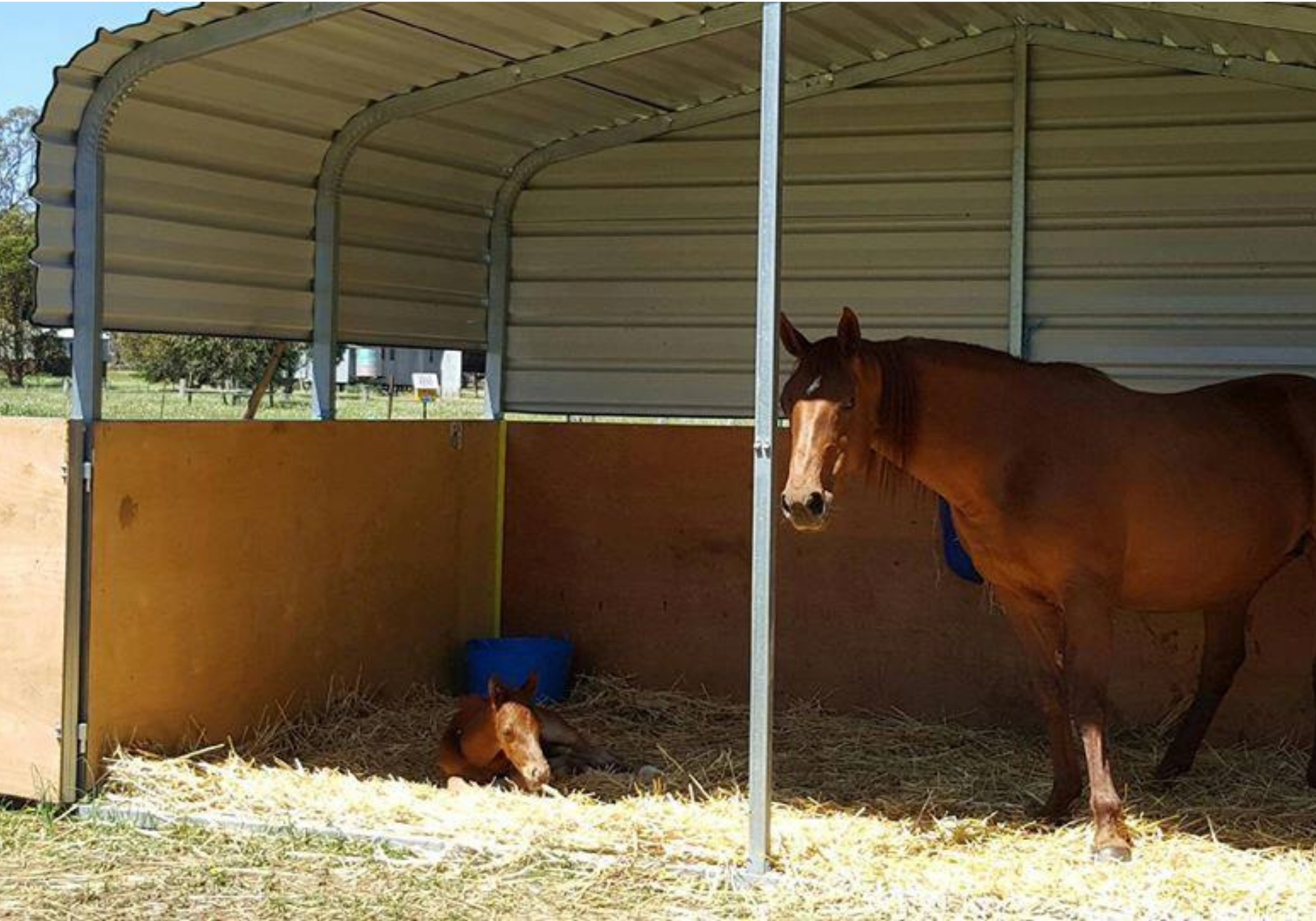 Livestock Shade Shed
